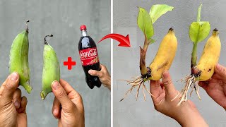 SUMMARY OF 3 SPECIAL TECHNIQUES for propagating BANANA trees with Coca Cola, growing extremely fast