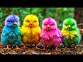 World Cute Chickens, Colorful Chickens, Rainbows Chickens, Cute Ducks, Cat, Rabbit, Cute Animals