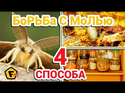 Бейне: Моль қалай көрінеді?