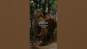 هذا خلق الله| تلاوة جميلة بصوت ياسر الدوسري ❤️