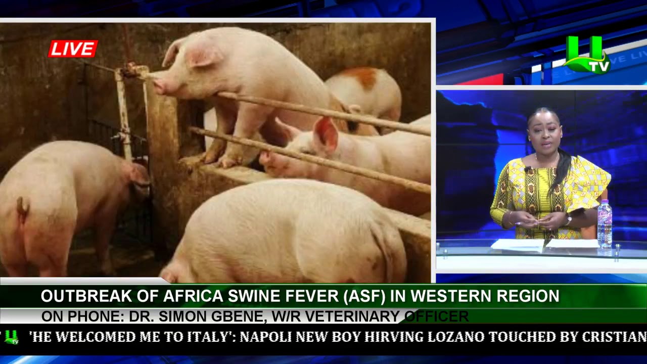 utv ghana frequency on multi tv Outbreak Of Africa Swine Fever (ASF) In Western Region