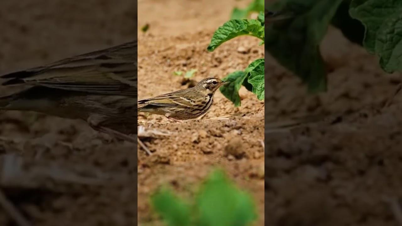 Vẻ đẹp chim sơn ca ngoài thiên nhiên