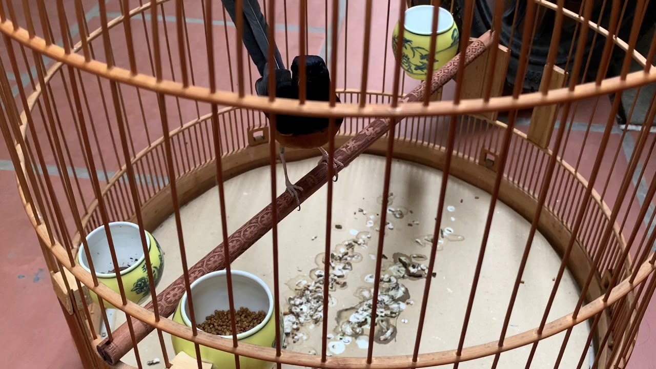 Lưu ý cần thiết để nuôi chòe lửa - than KHÔNG BỎ CÁM mà vẫn đẹp - DĐ 0908070555 / 0944114410