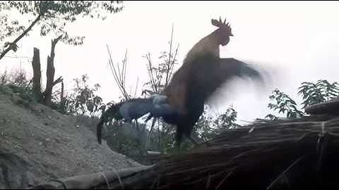 Qaib dib 1 xyoo tau noj lawm 2019