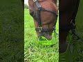 Green Guard Horse grazing muzzle - initial impression