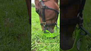 Green Guard Horse grazing muzzle - initial impression
