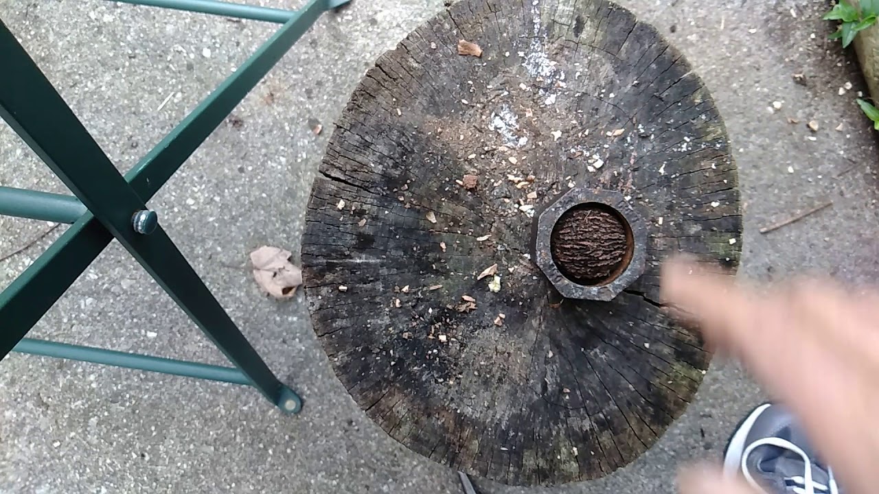 The best inexpensive way to crack black walnuts....EASY....NO MESS