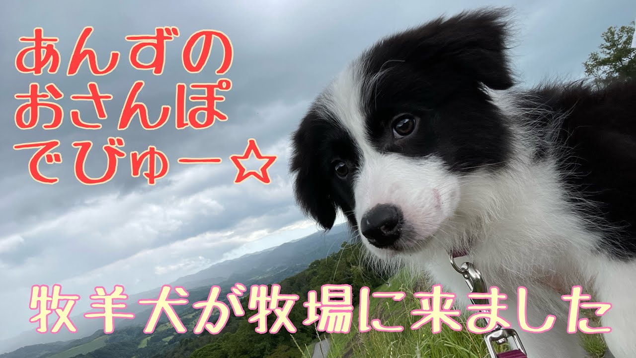 ボーダーコリーの赤ちゃん お散歩デビュー はじめてのお散歩は牧場へ ボーダーコリーあんずの日常 お散歩デビュー マザー牧場 邊境牧羊犬 Youtube