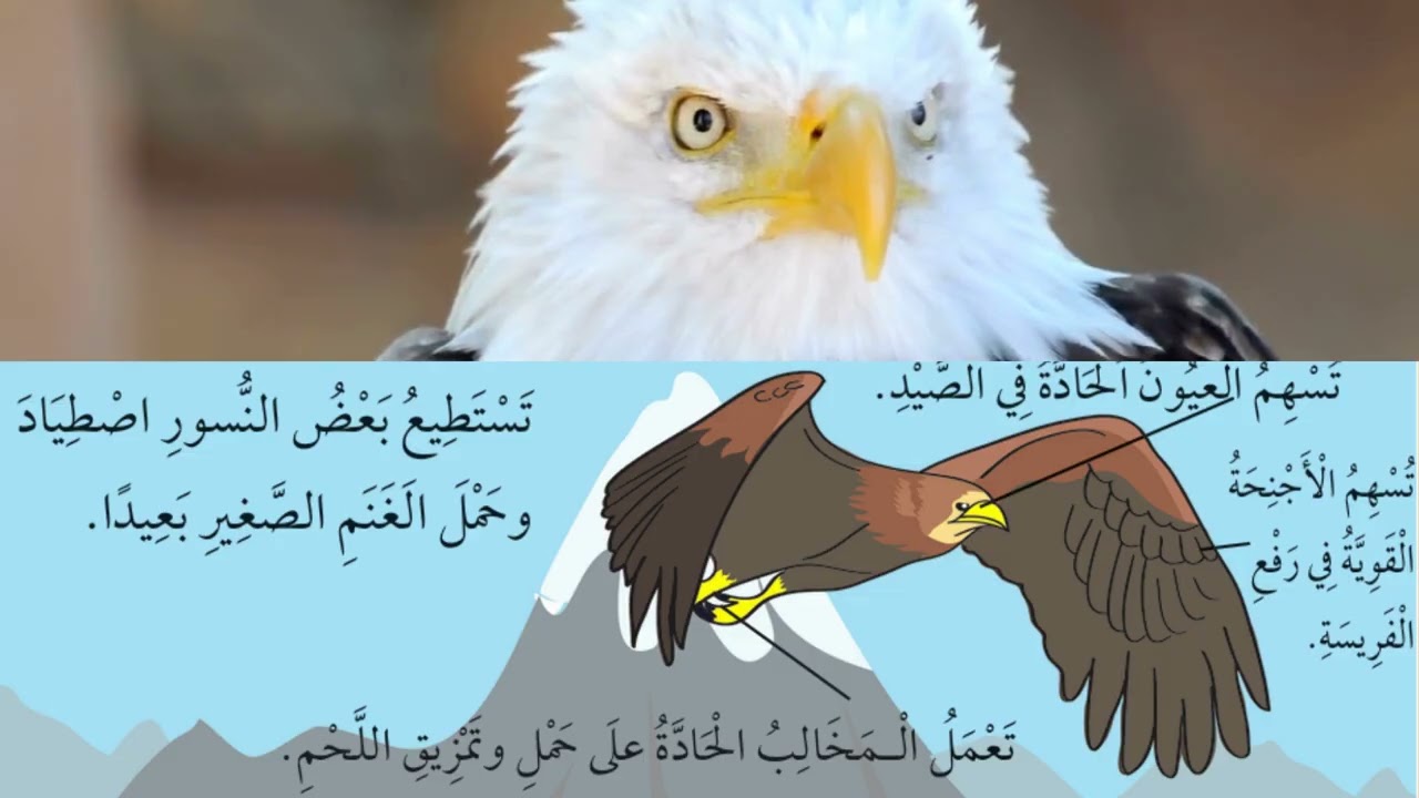 الطيور المدهشة للصف الرابع الأساسي@شاهد وتعلم_3