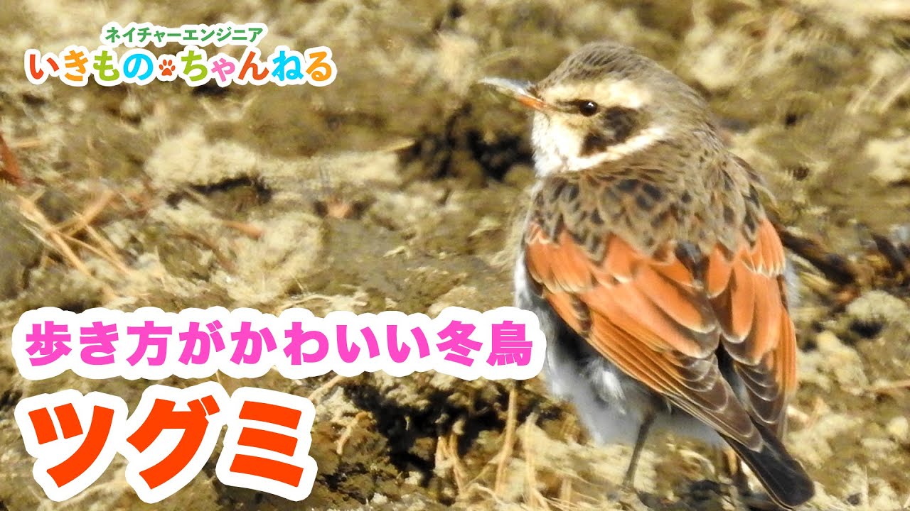Thrush - A winter bird with a cute way of walking! Its orange