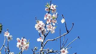 Plum Blossoms -- Chopin Nocturne in B, Op. 9 No. 3 (excerpt)
