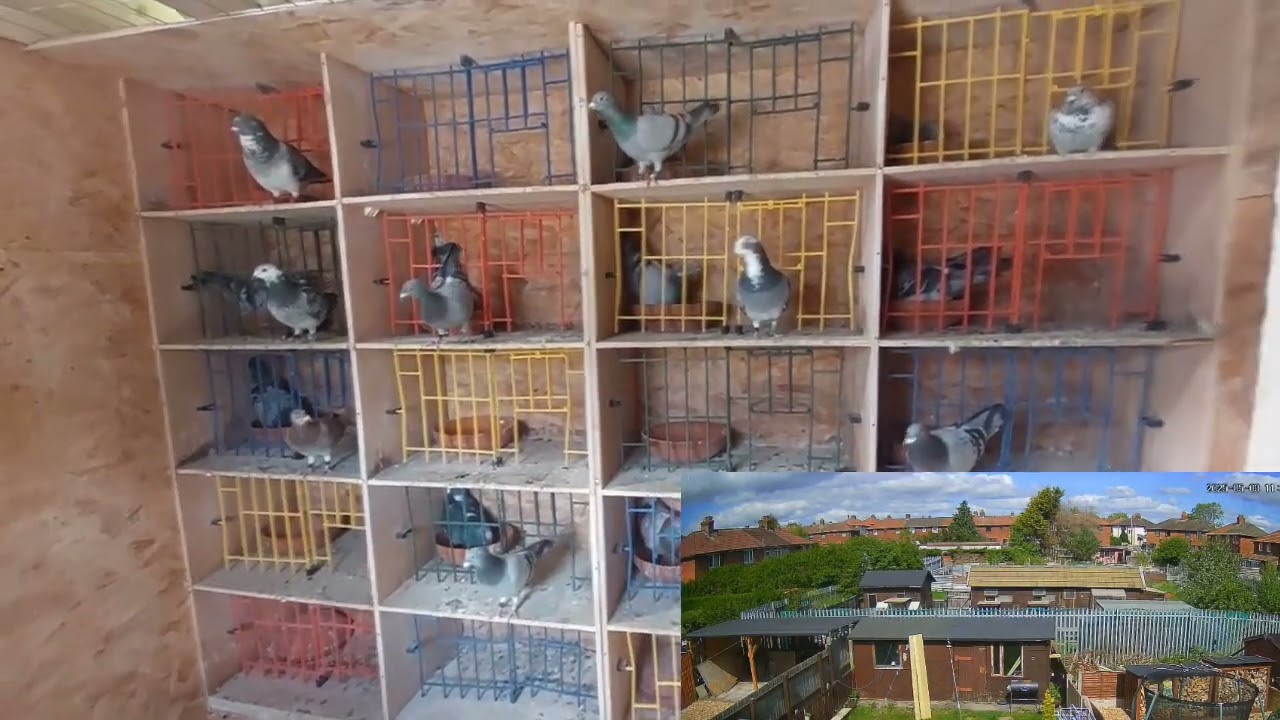 3 lot konkursowy  z Lymn 170 km. Komplet ale  prędkość  słaba.