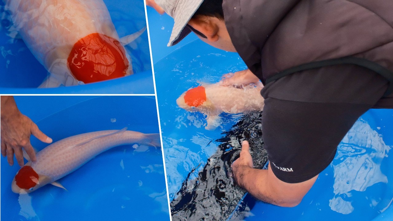 Действительно ли стоит вкладывать деньги в Танчо с фермы Isa Koi Farm? Пруд для разведения карпов...