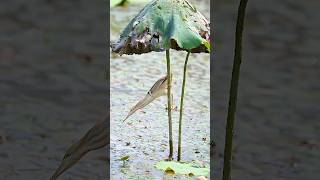 This Bird Waits… Then Strikes Like Lightning | Yellow Bittern