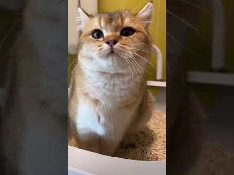 Cat squatting toilet expression 😆 #shorts #funny #fyp #viral