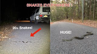 Famous Crusing snakes in a Buggy! The BIGGEST Diamond Python I've Ever Found! Profile