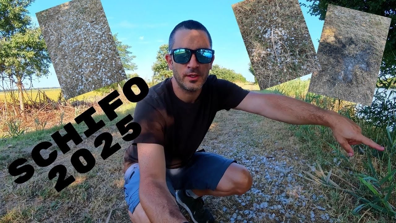 CHE SCHIFO!! OSTELLATO 2025!!!!!