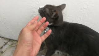 I keep annoying my cat 🐈 by Smoky & Animals 37 views 5 months ago 1 minute, 6 seconds