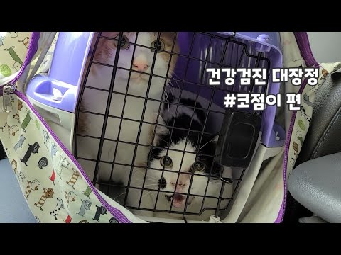 22묘 건강검진 대장정 마지막으로 #코점이 편 (건강검진&amp;amp;접종 비용)