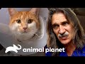 Extraen ligas e hilo dental del estómago de esta gatita | Dr. Jeff, Veterinario | Animal Planet