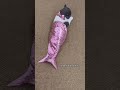 jalpari #cute #cutebaby #funny #voiceeffects #cat #baby #shortvideo