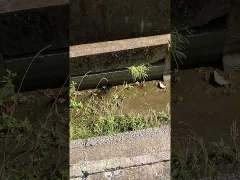 〚9月16日の溝〛言ったそばから中身のない話に…10月に伊那府は石川県へ旅に出る #雑談 #休憩 #shorts