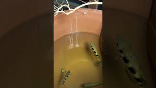 Archerfish Shows Insane Accuracy 🎯💦 Catching Insects Like a Water Sniper #china