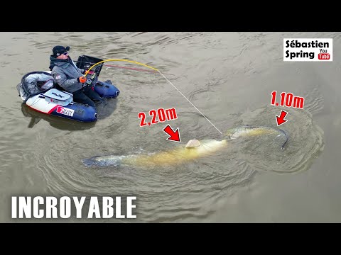 A GIANT catfish swallows the fish it has just caught !!!