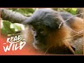 The Life Of A Monkey Family | Wild Family Secrets | Real Wild