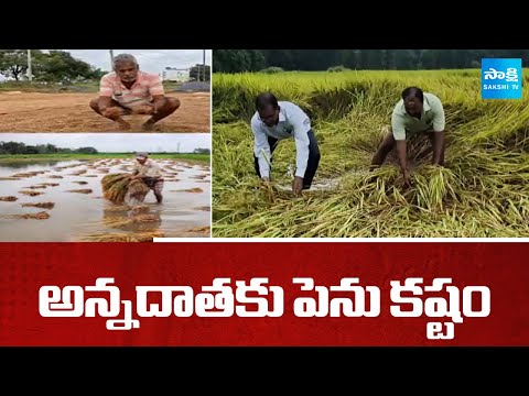 అన్నదాతకు పెను కష్టం: Huge Crop Loss Due to Montha Cyclone In AP | Heavy Rains | @SakshiTV - SAKSHITV