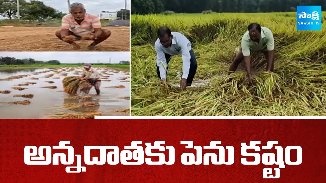 అన్నదాతకు పెను కష్టం: Huge Crop Loss Due to Montha Cyclone In AP ...