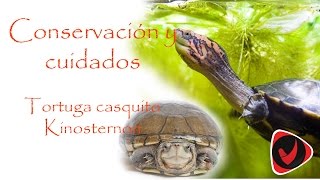 Cuidados y conservación de la tortuga kinosternon, Casquito o Pochitoque
