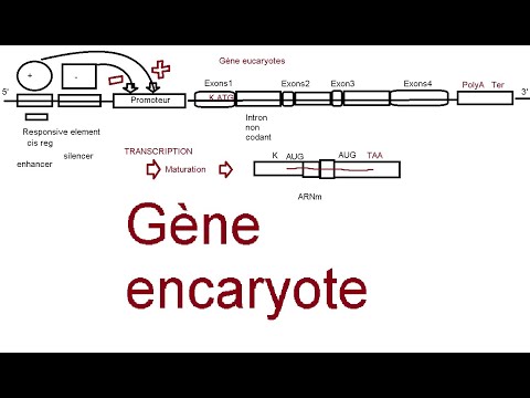 Vidéo: Les activateurs et les silencieux sont-ils chez les procaryotes ?