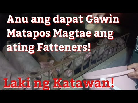 Paraan para Makabawi ang Baboy natin Matapos Magtae!!