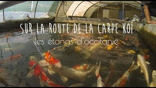 Visite de la pisciculture les etangs d'occitanie - la carpe koi