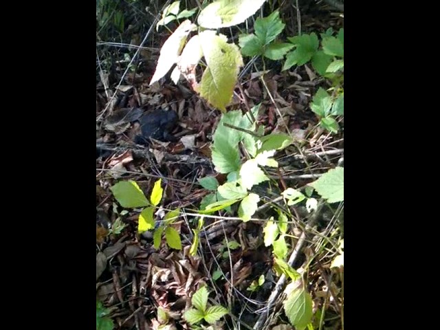 Просто огромная земляная жаба греется на солнышке