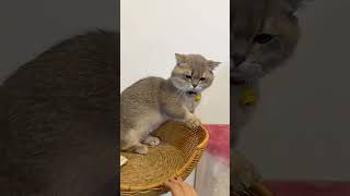 My uncle wondered what was wrong#Rebellious son#Bad cat#What bad intentions could a little