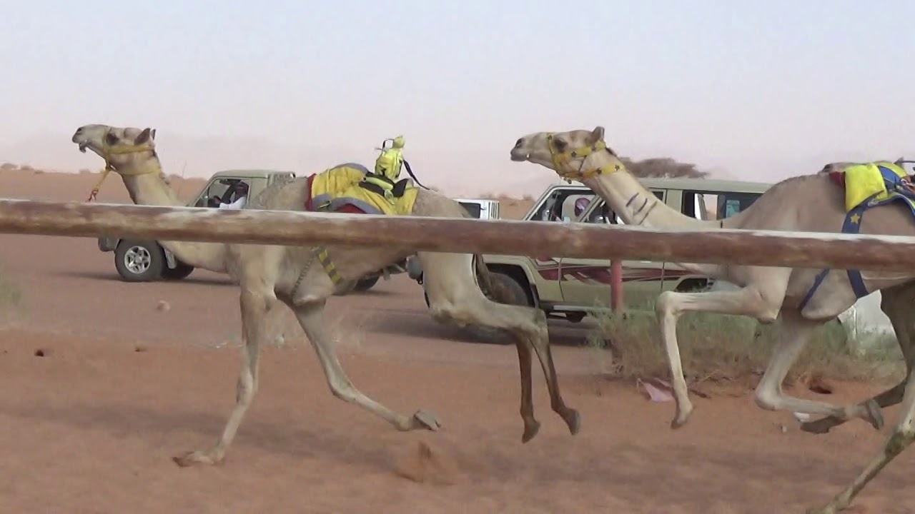 الشوط الثاني للقعدان الحقايق المنتقلات لقايا3كم(الحكم)لـ عبدالله حمود الحويطي1441/1/1هـ