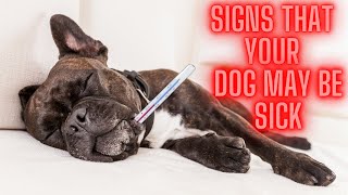 The Dog Owner's Guide: What Are Signs That Your Dog May Be Sick by Adventurezoo 83 views 2 weeks ago 4 minutes, 43 seconds