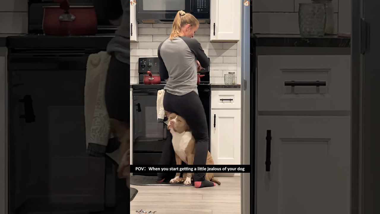 Funny Pit Bulls 🐶🤣🤪🥰#funny #pitbull #cutedog #funnypets #funnyanimals #fyp #foryoupage #usa