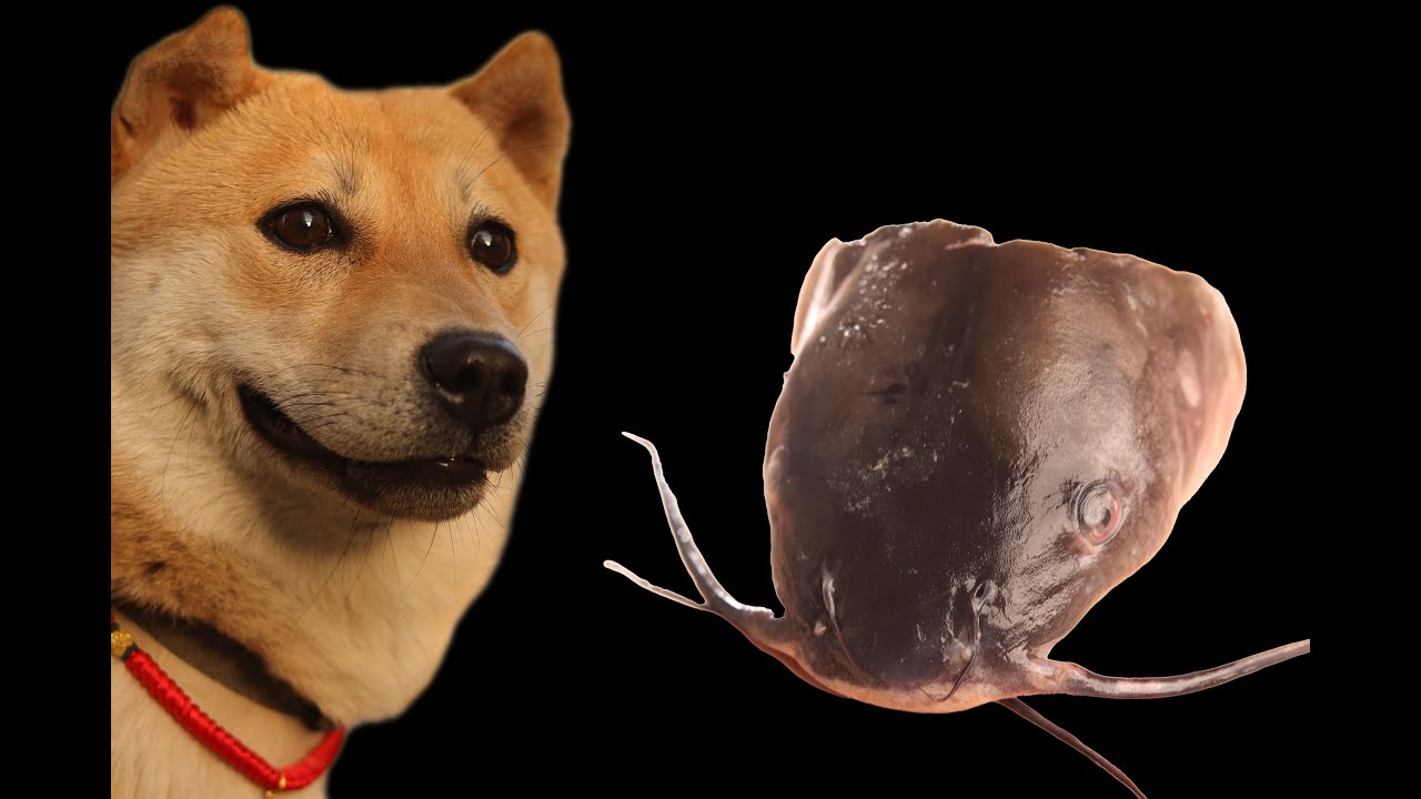 AMSR Dog eat fish head YouTube