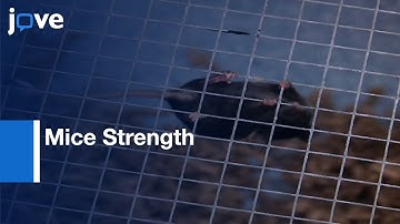 Mice Strength Measurement | Protocol Preview