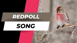 Learn the Song of the Redpoll