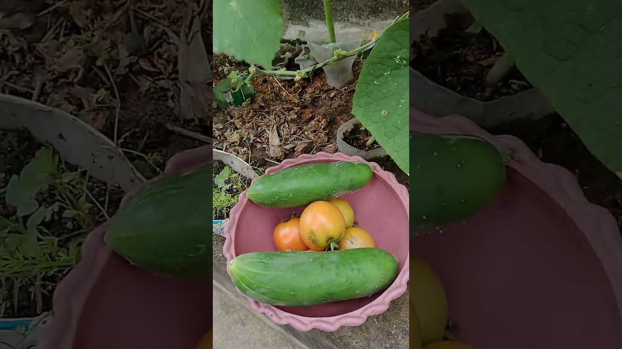 Colhendo hortaliças em casa 