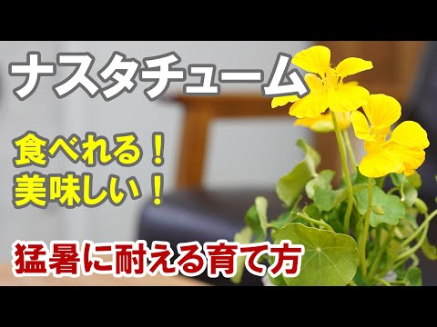 ナスタチュームの育て方 旨い！葉も花も食べられるエディブルフラワーです！