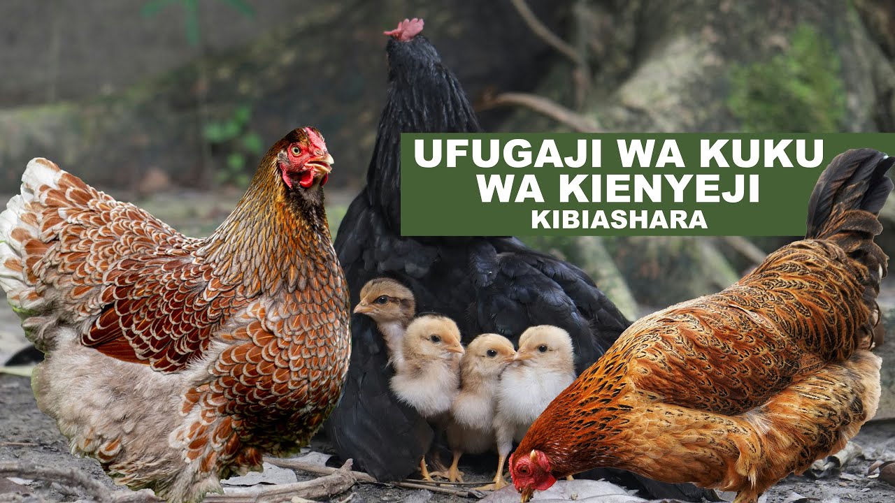 UFUGAJI KUKU WA KIENYEJI KIBIASHARA I ANZA NA MTAJI MDOGO