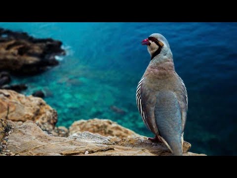camera iphone 8 plus apk ΓΙΑΝΝΗΣ ΜΠΑΛΑΣΚΑΣ ΚΑΙ ΣΟΦΗ ΜΠΑΛΑΣΚΑ- ΣΚΟΠΟΙ ΤΗΣ ΚΑΡΠΑΘΟΥ