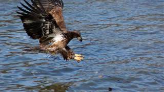 Eagles slideshow HQ