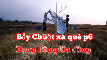 Vợ Chồng Miền Tây Bẫy Chuột Theo Đường Mòn. Và Dựng Liều Ngủ Giữa Ruộng #sănbắtchâuđốc