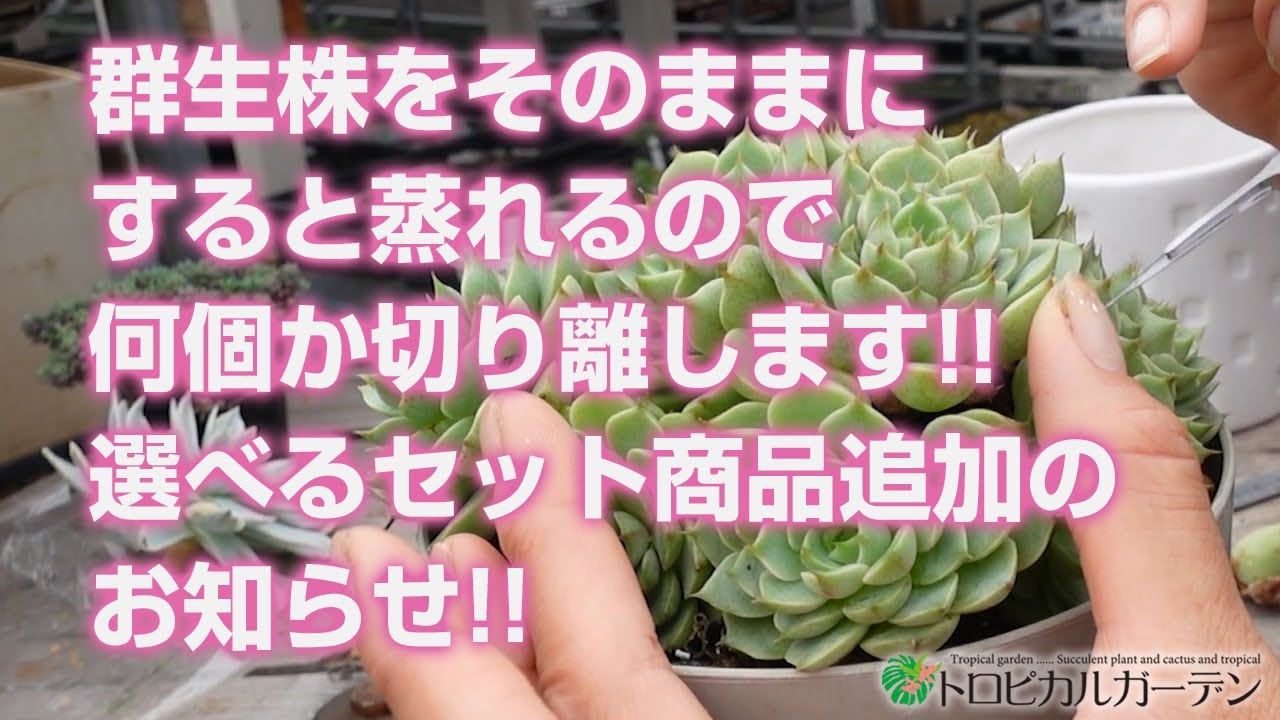 Succulents] Leaving a clump of plants together can cause them to